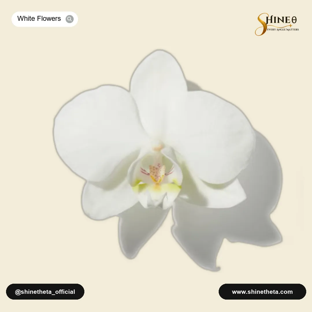 White Flowers