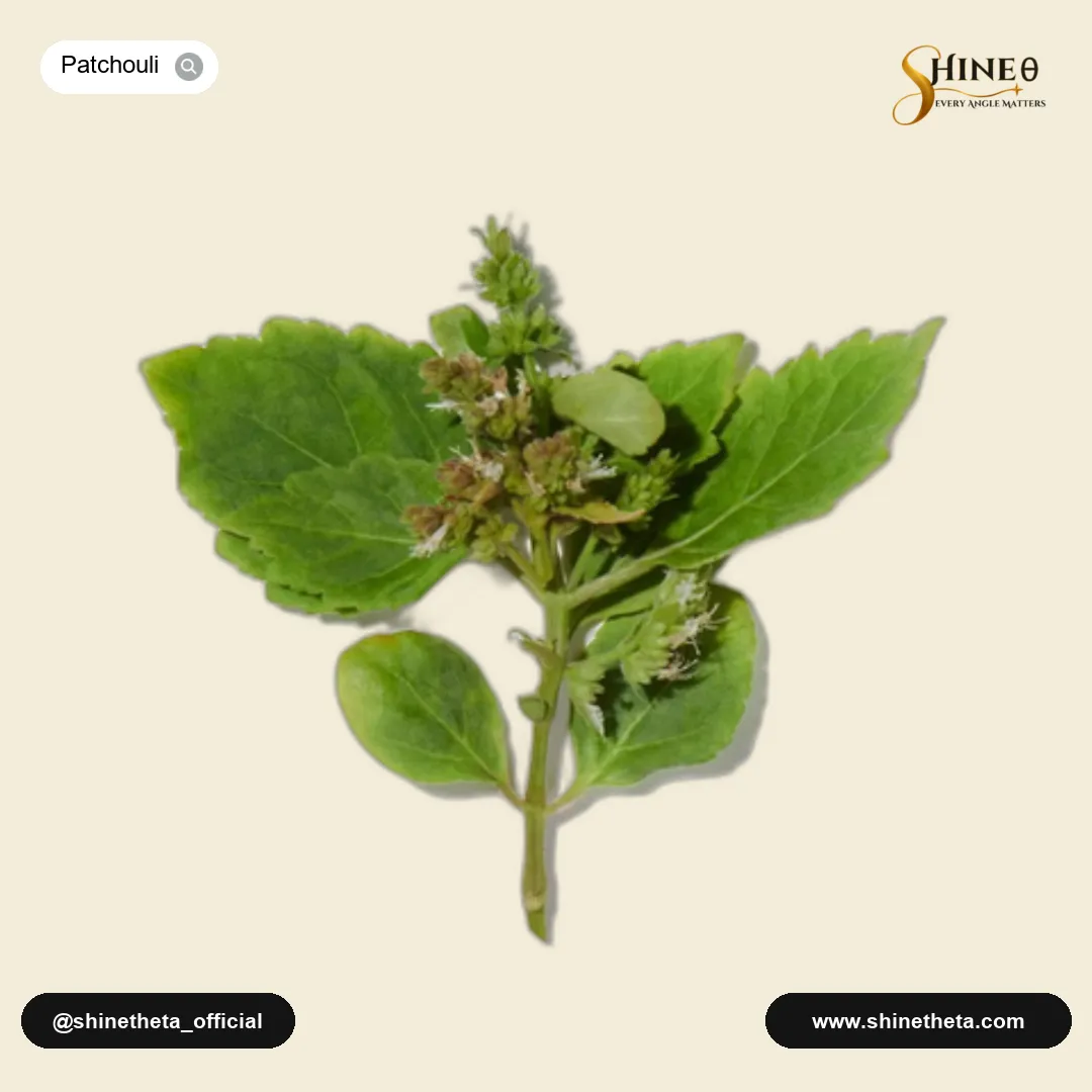 Indonesian Patchouli Leaf
