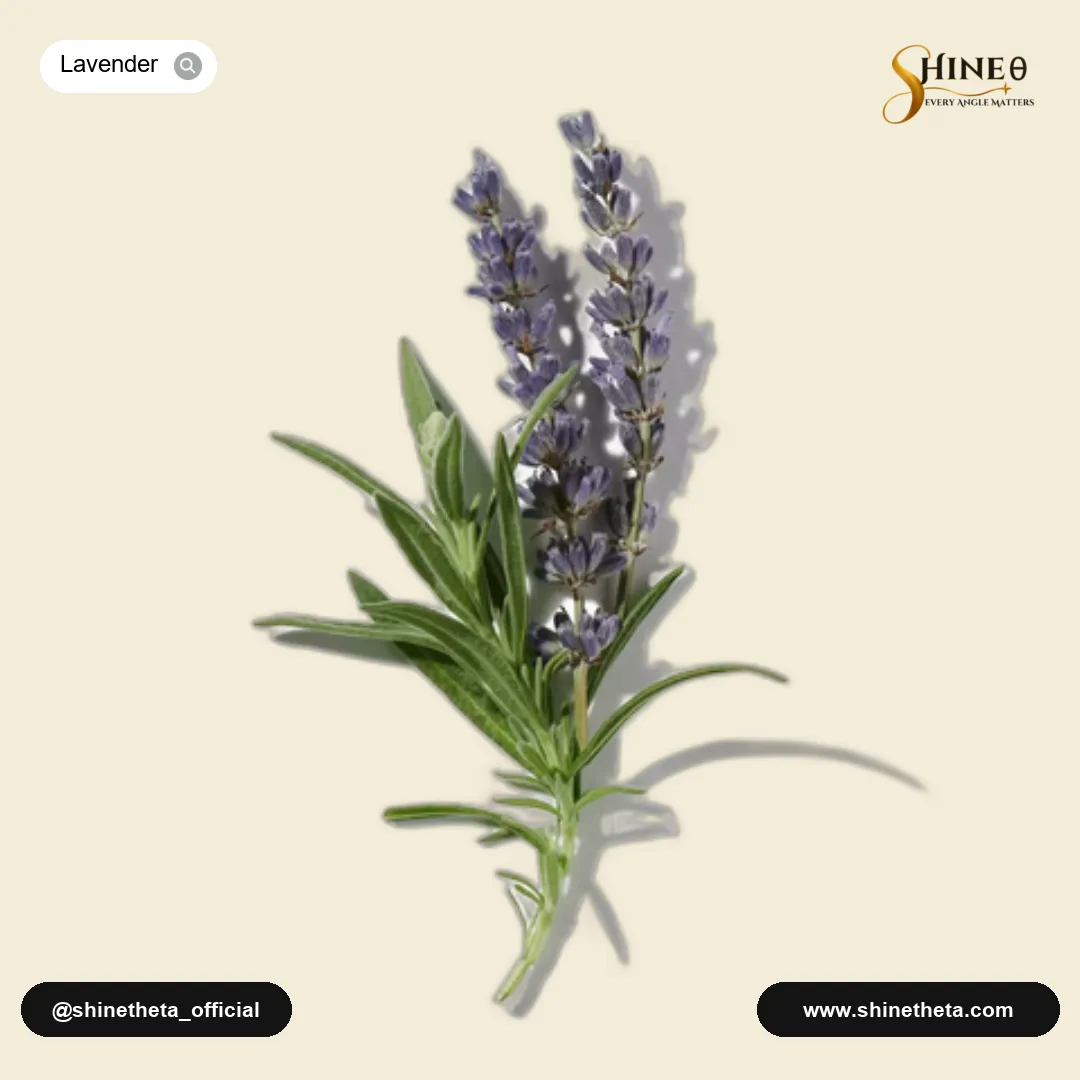 Fresh Lavender