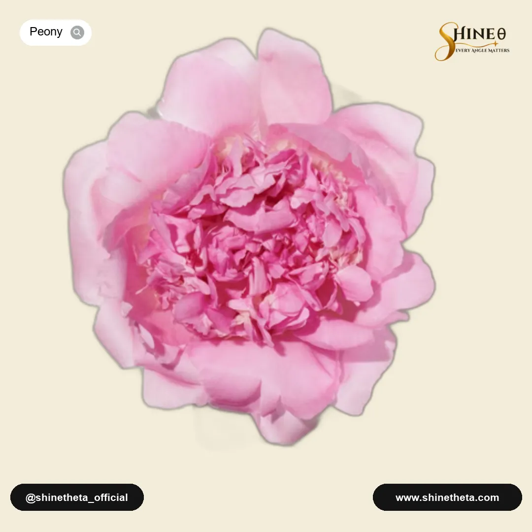 Peony