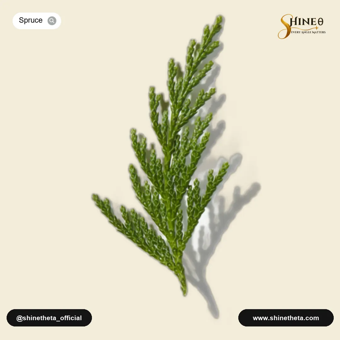 Spruce
