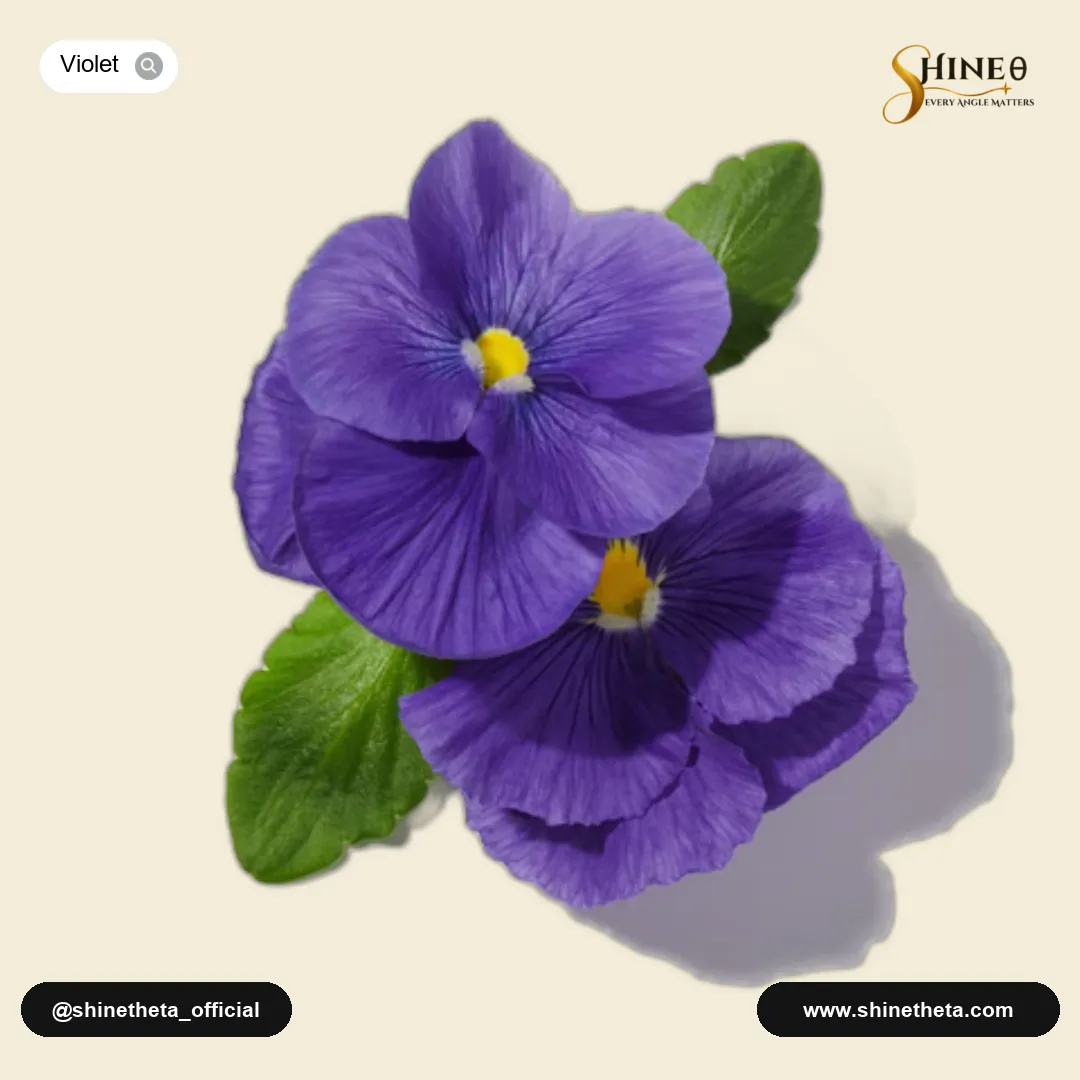 Black Violet