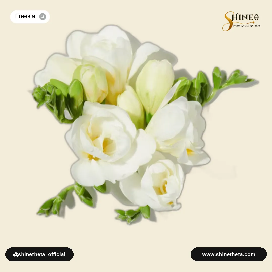 Freesia