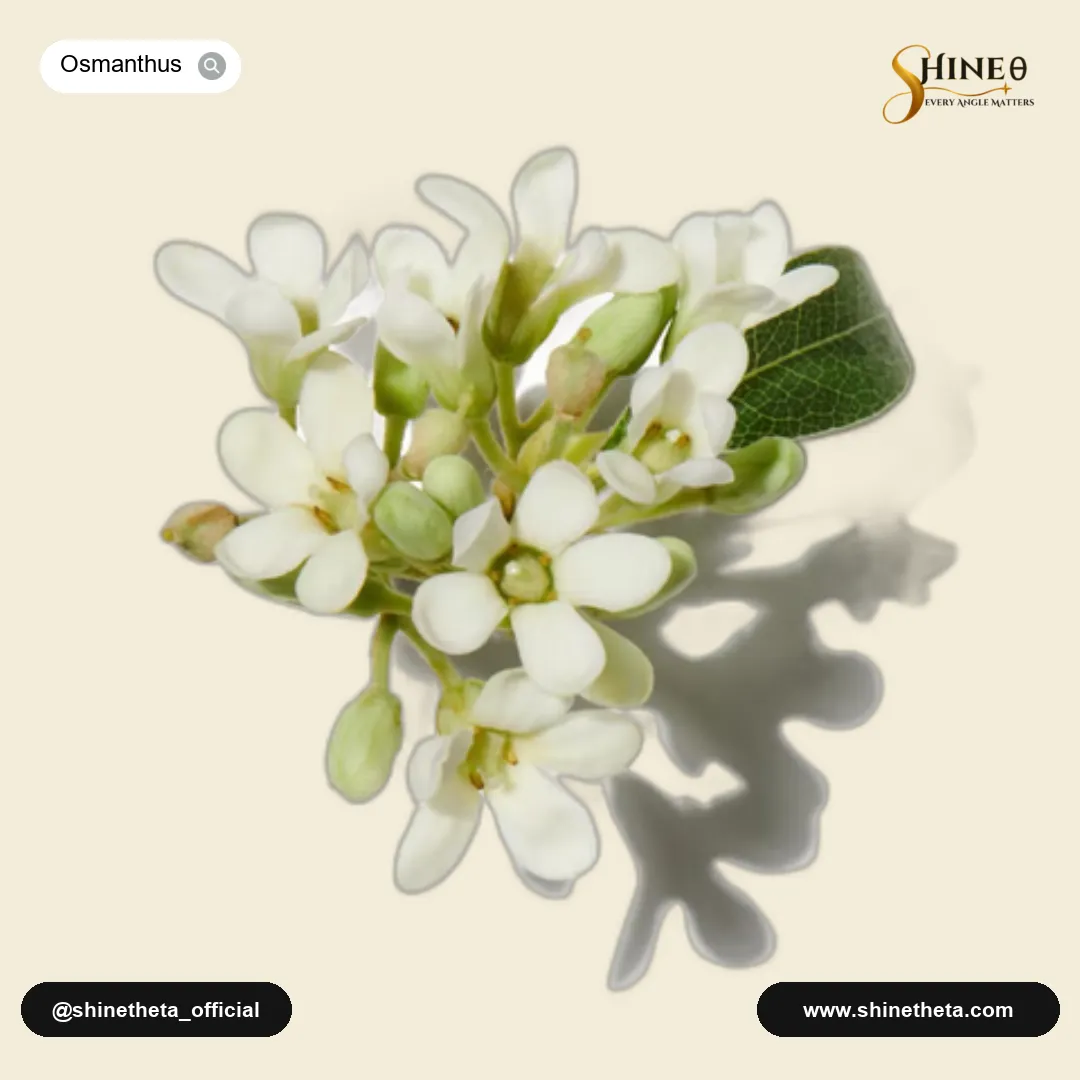 Osmanthus