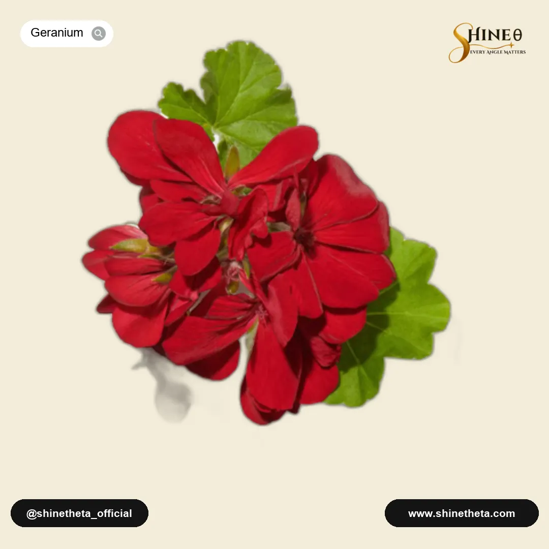 Geranium