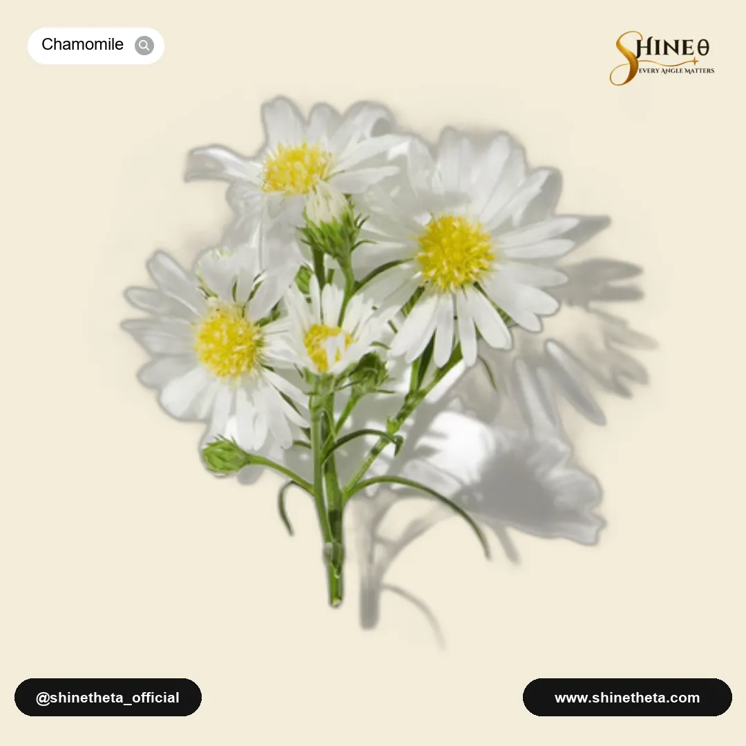 Chamomile