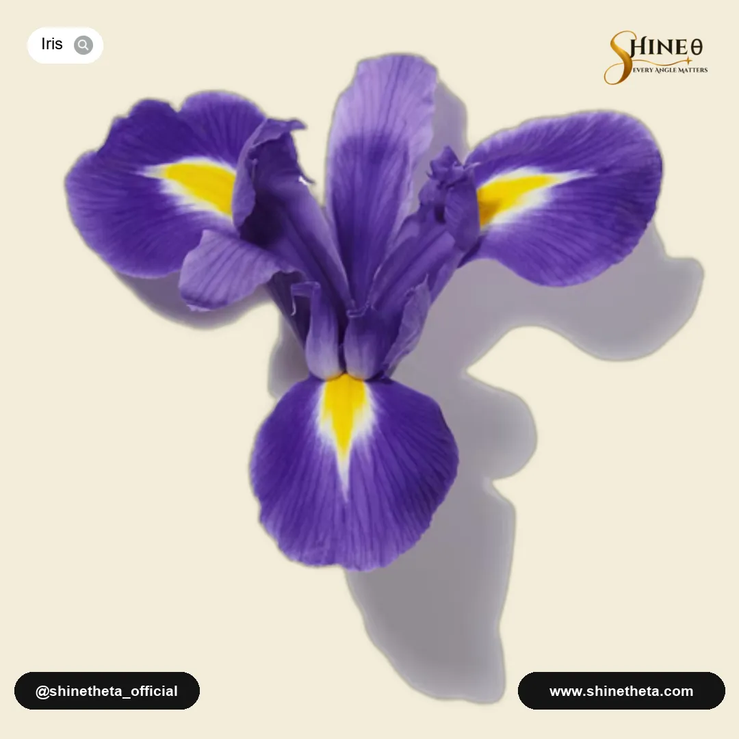 Iris