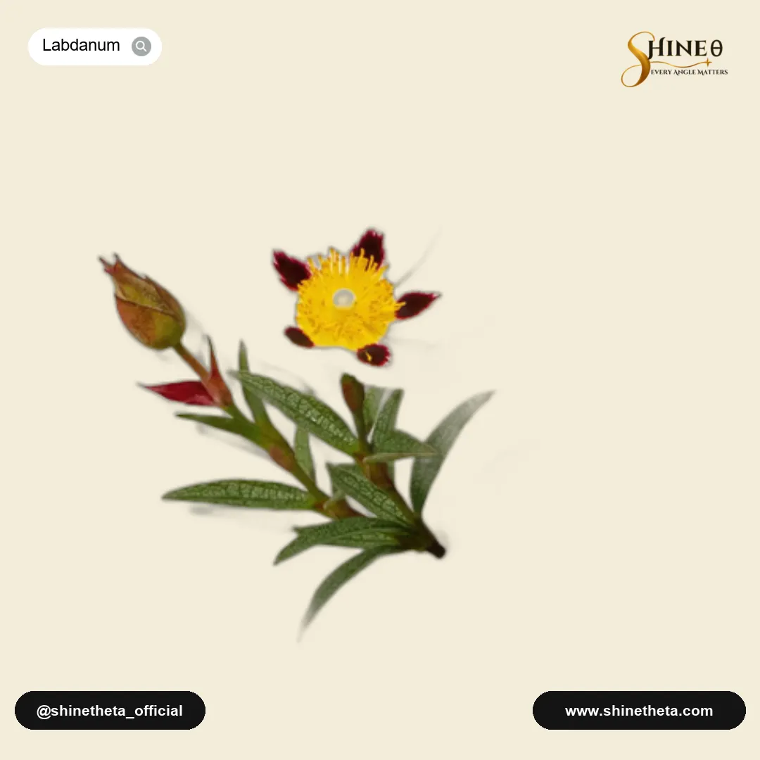 Labdanum