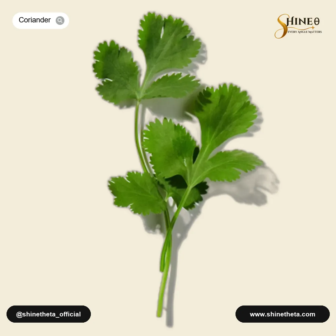 Coriander