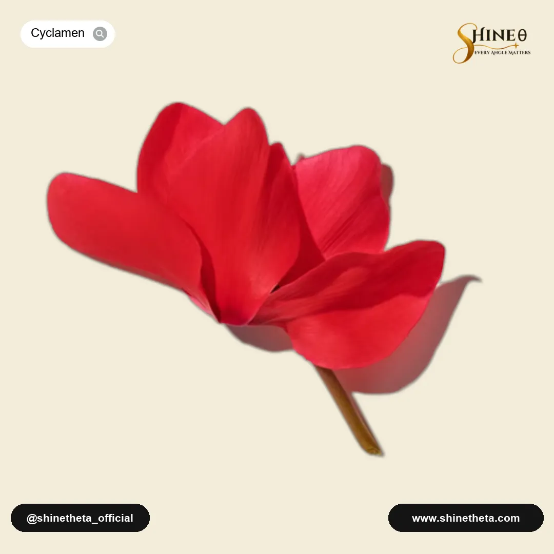 Cyclamen