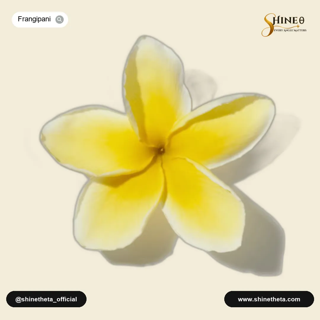 Frangipani