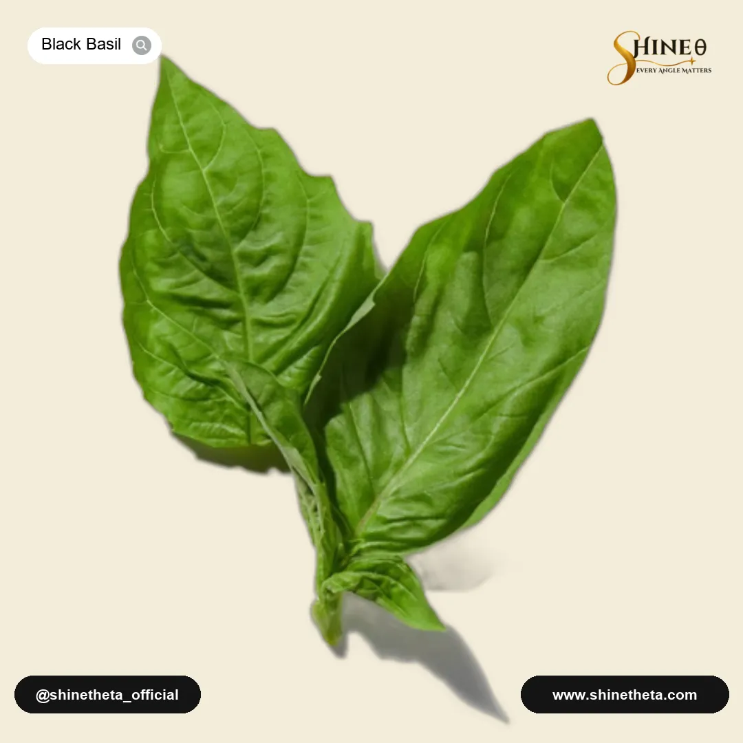 Basil