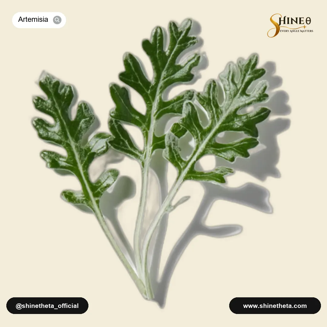 Artemisia