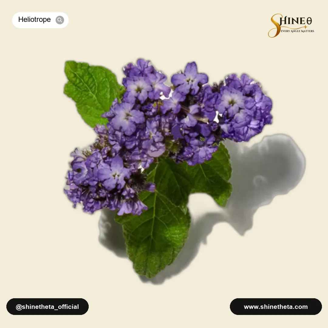 Heliotrope
