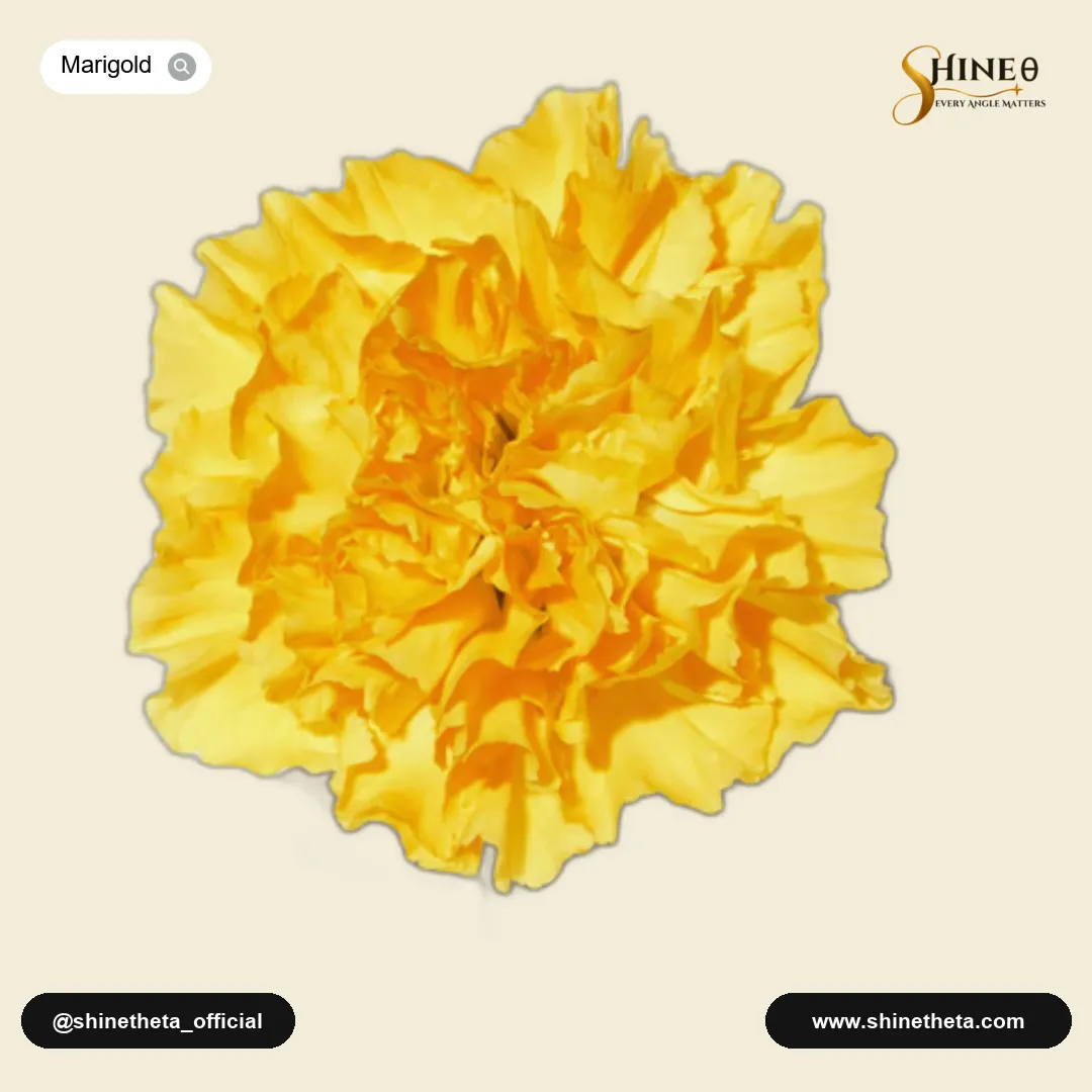 Tagetes (Marigold)