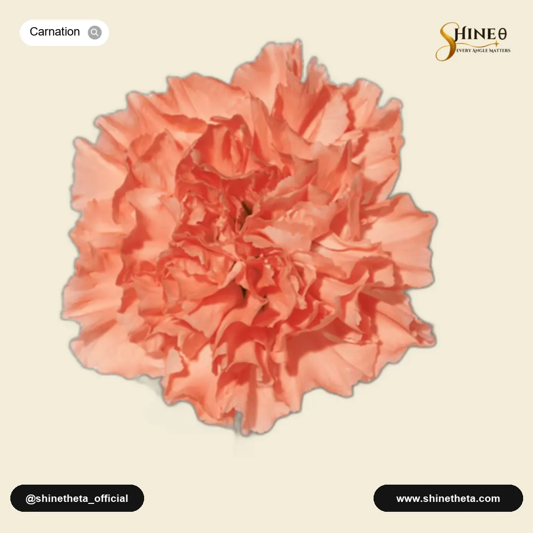 Carnation