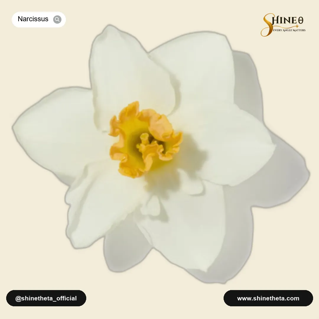 Narcissus