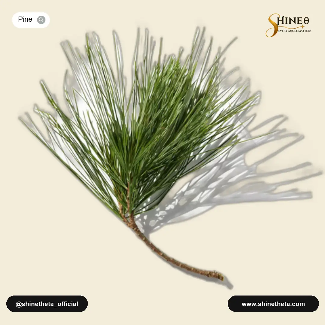 Pine Needle